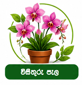 විසිතුරු පැලැටි